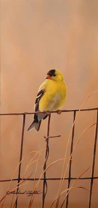 RC – Fall Meadow Goldfinch © Richard Clifton