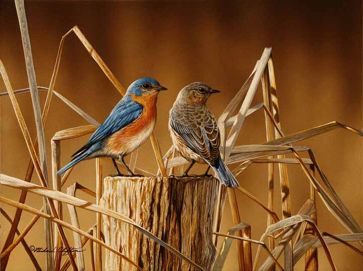 RC – Farms Edge – Bluebirds © Richard Clifton