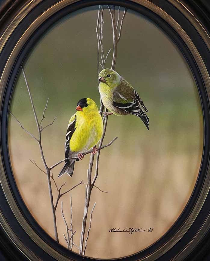 RC – Goldfinch Oval © Richard Clifton
