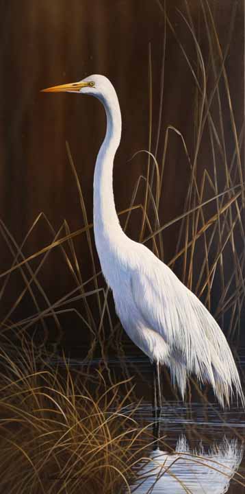 RC – Great Egret Marsh © Richard Clifton