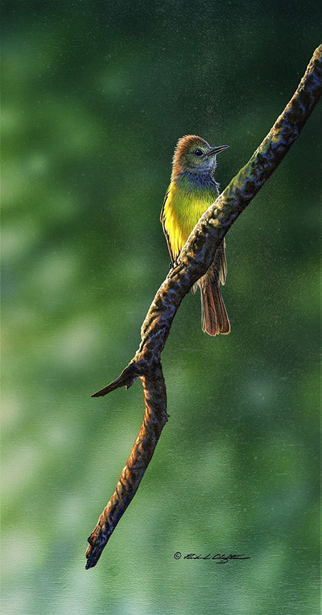 RC – Great-crested Flycatcher © Richard Clifton