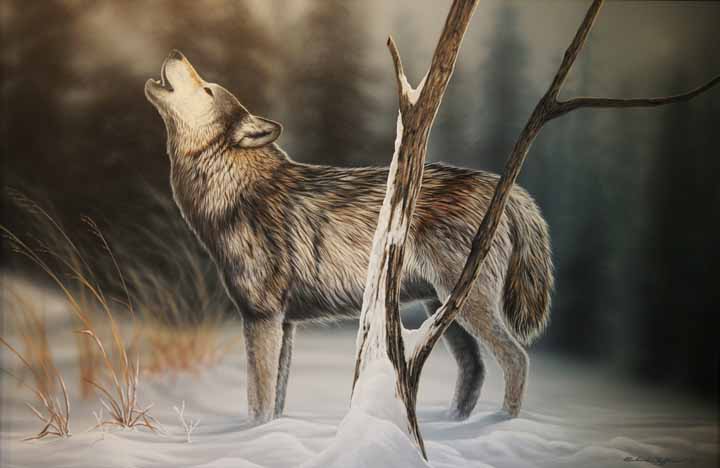 RC – Howling Wolf © Richard Clifton