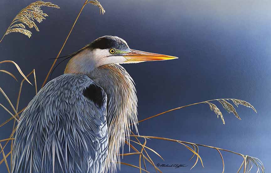 RC – In the Light – Great Blue Heron © Richard Clifton