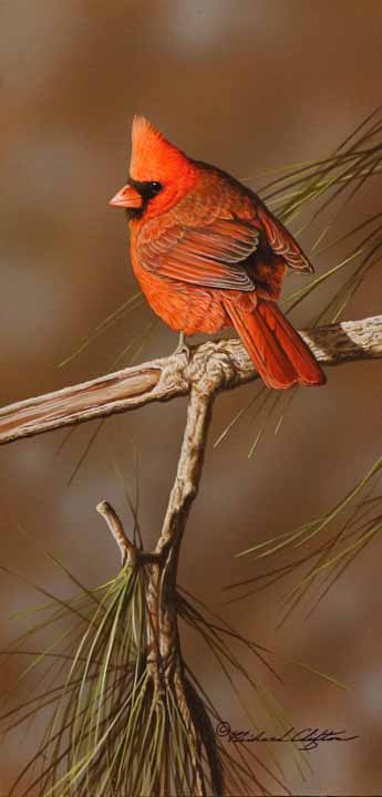 RC – Male Cardinal in Pine © Richard Clifton