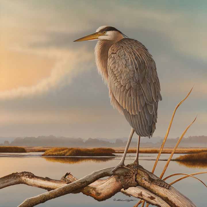 RC – Marsh Watch – Great Blue Heron © Richard Clifton