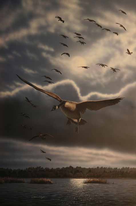 RC – Midnight Marsh – Canada Geese © Richard Clifton