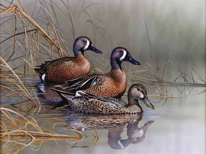 RC – Misty Spring Marsh – Blue-winged Teal © Richard Clifton