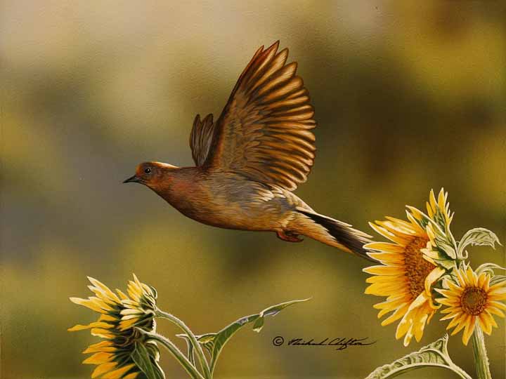 RC – Mourning Dove and Sunflowers © Richard Clifton
