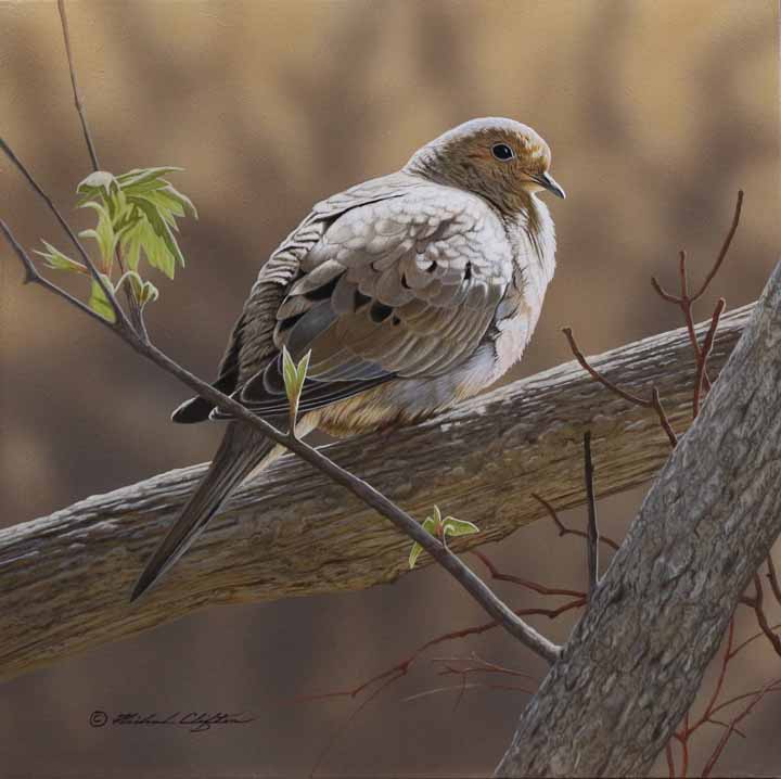 RC – Mourning Dove © Richard Clifton