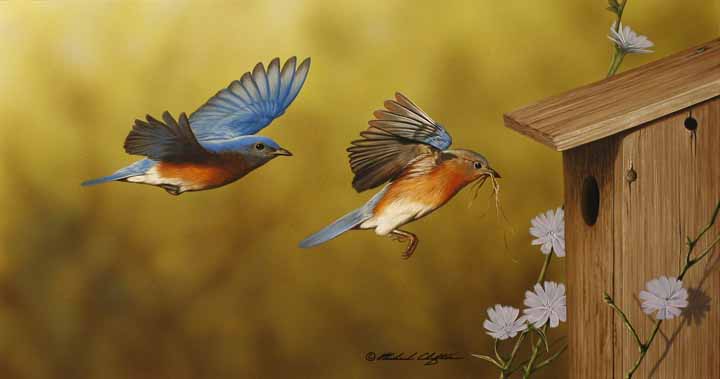RC – Nesting Bluebirds © Richard Clifton