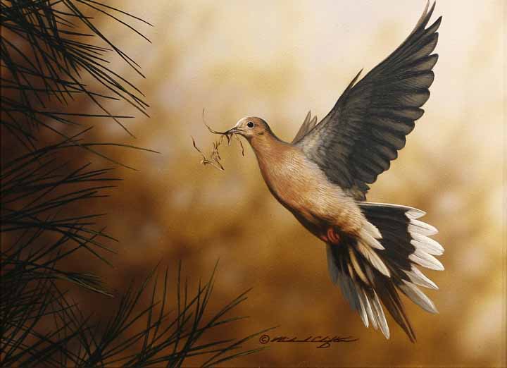 RC – Nesting Dove © Richard Clifton