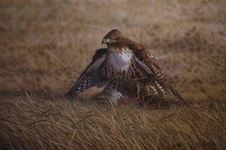 RC – Opportunity – Red Tailed Hawk © Richard Clifton