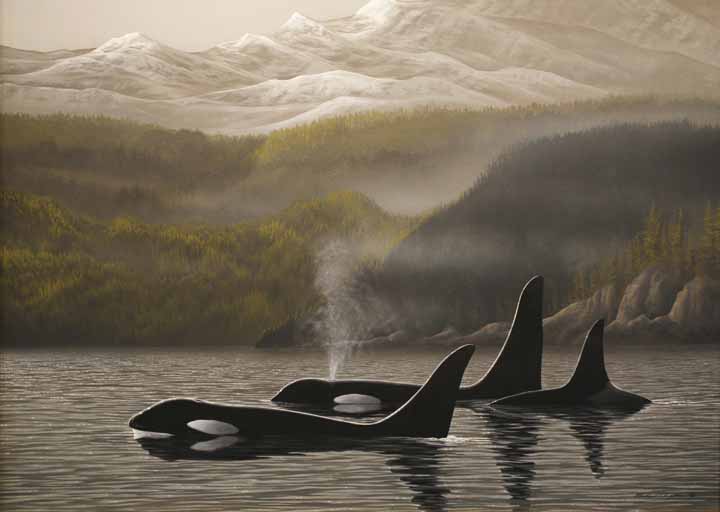 RC – Orca Passage © Richard Clifton