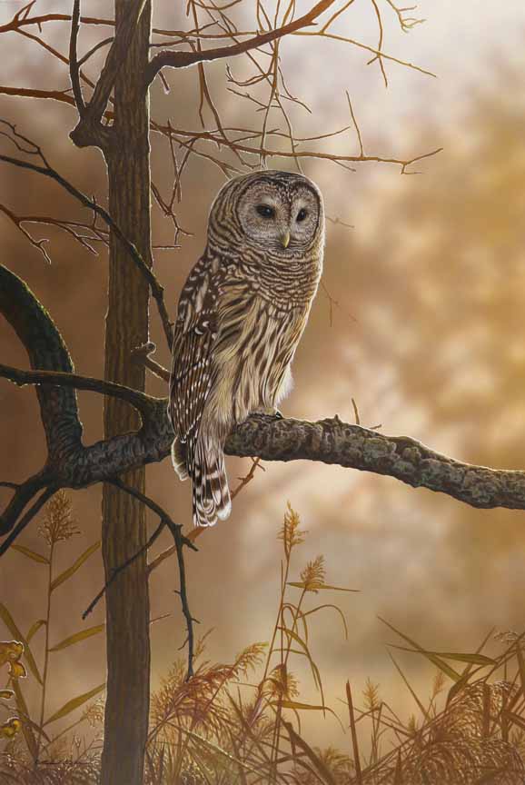 RC – Out of the Shadows – Barred Owl © Richard Clifton