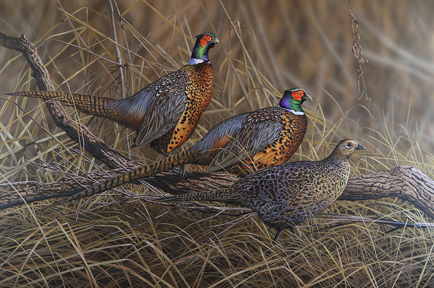 RC – Pheasant Trio © Richard Clifton