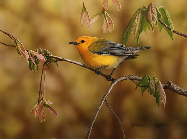 RC – Prothonotary Warbler © Richard Clifton