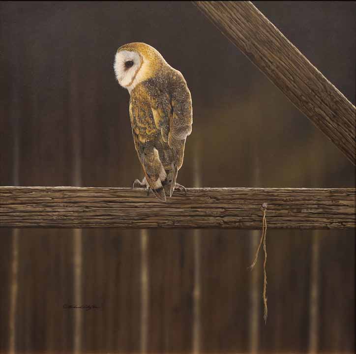 RC – Rafters – Barn Owl © Richard Clifton
