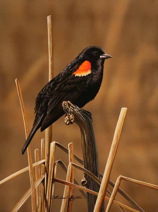 RC – Red Winged Blackbird © Richard Clifton