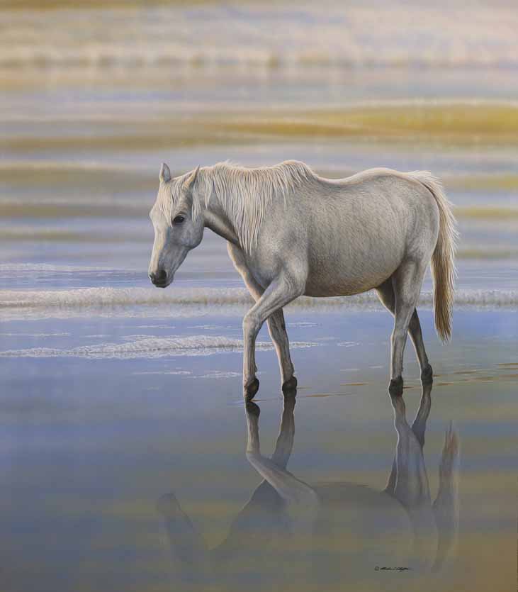 RC – Sea Horse © Richard Clifton