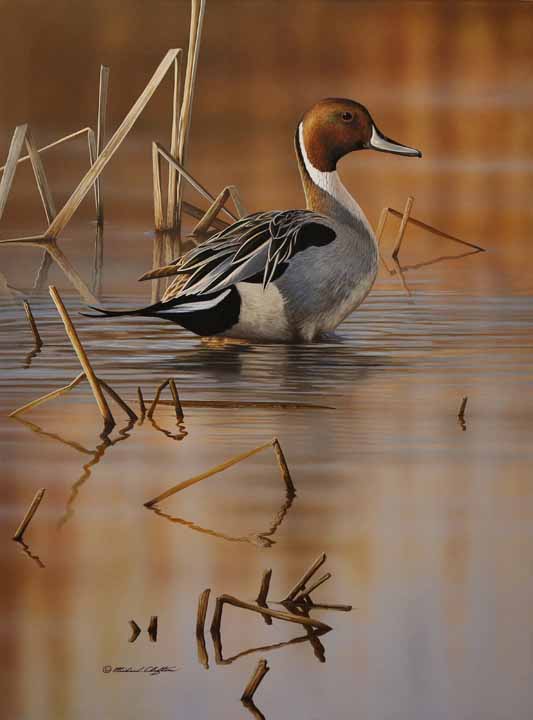 RC – Shallow Marsh – Pintail Drake © Richard Clifton