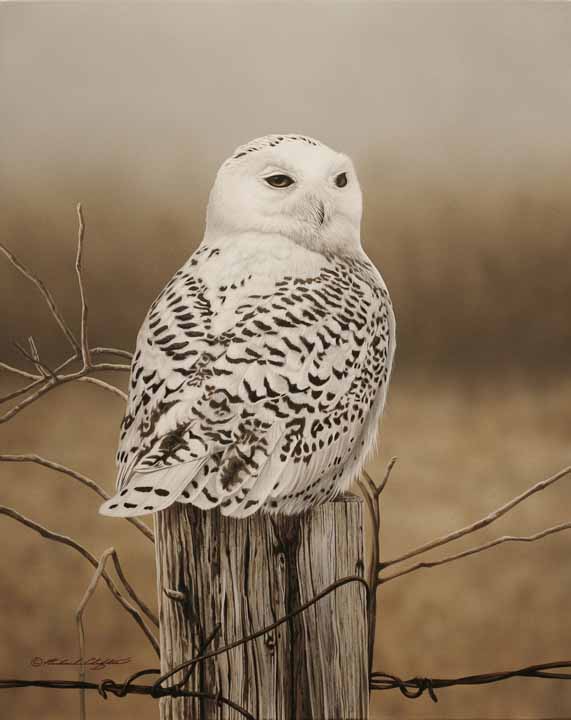 RC – Snowy Owl © Richard Clifton
