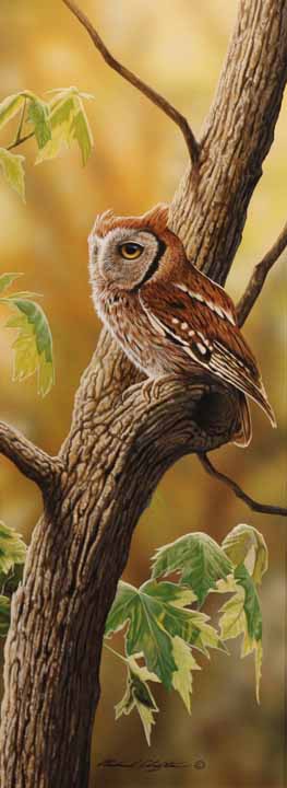 RC – Spring Morning – Screech Owl © Richard Clifton