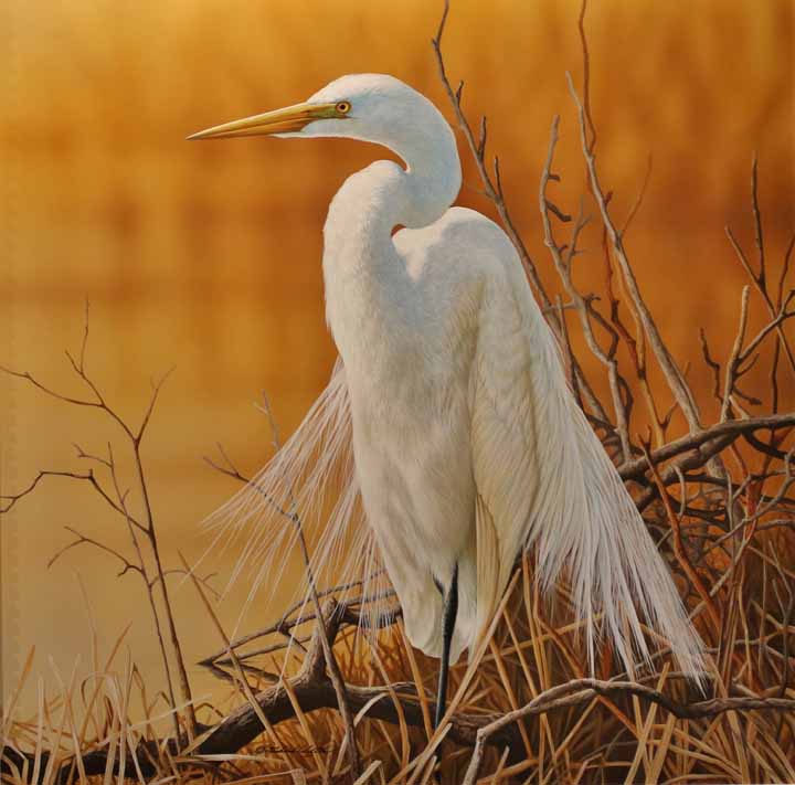 RC – Springtime Egret © Richard Clifton