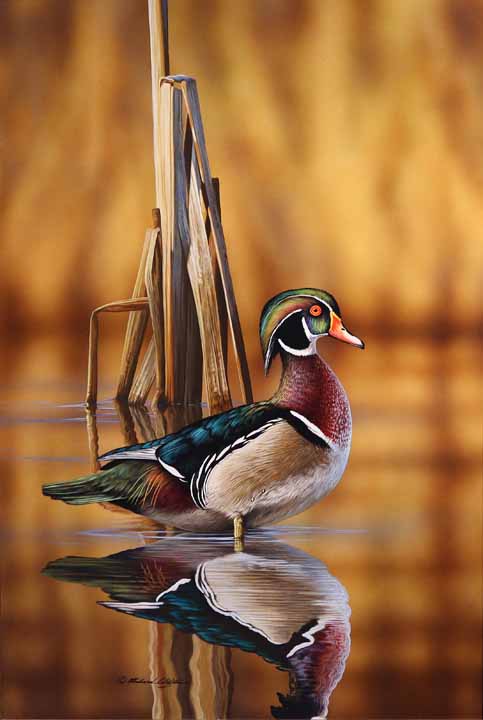 RC – Standing Proud – Wood Duck © Richard Clifton