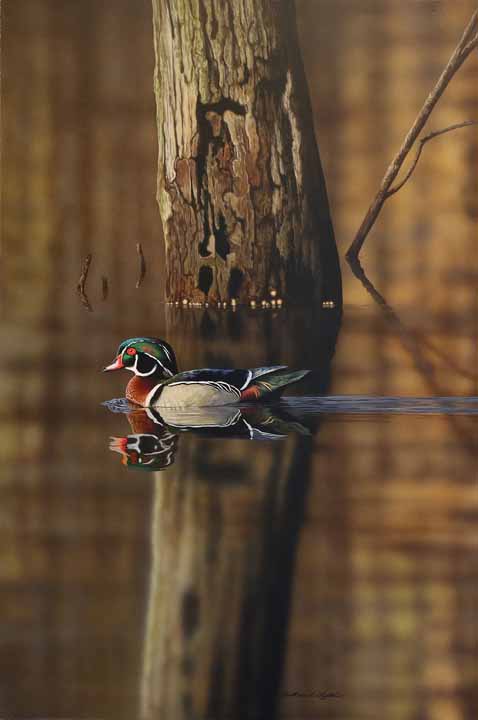 RC – Stillwater Solitude – Wood Duck Drake © Richard Clifton