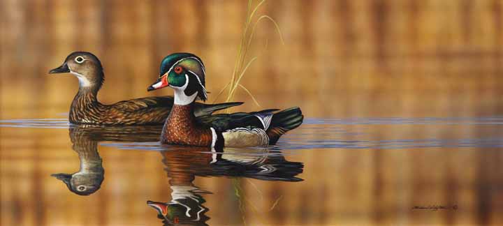 RC – Swimming Wood Ducks © Richard Clifton