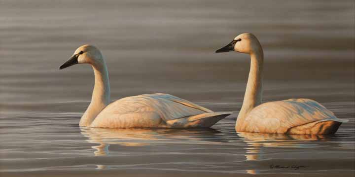 RC – Tundra Swans © Richard Clifton
