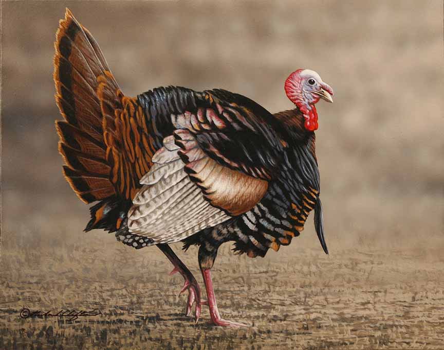 RC – Turkey Strut © Richard Clifton