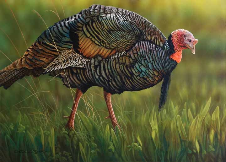RC – Turkey Walk © Richard Clifton