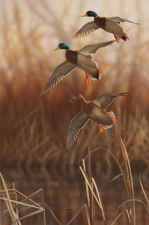 RC – Whisper Wind and Wing – Mallards © Richard Clifton