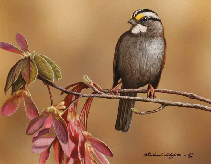 RC – White Throated Sparrow © Richard Clifton