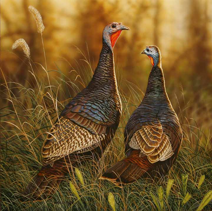RC – Wild Turkeys © Richard Clifton