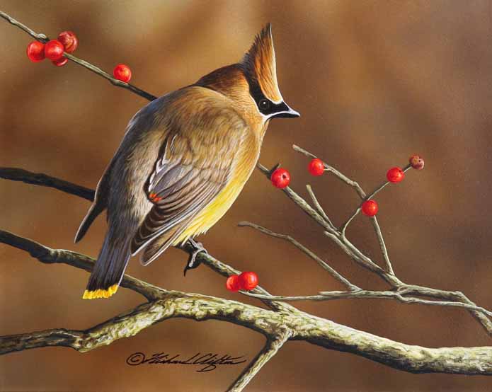 RC – Winterberry Waxwing © Richard Clifton