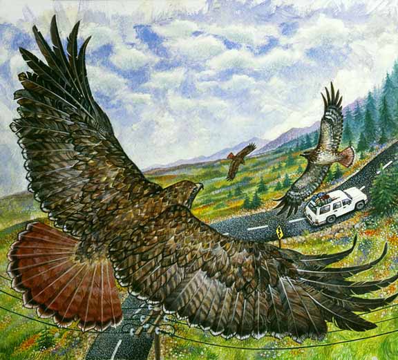 RJW – Red Tailed Hawk © Richard Jesse Watson