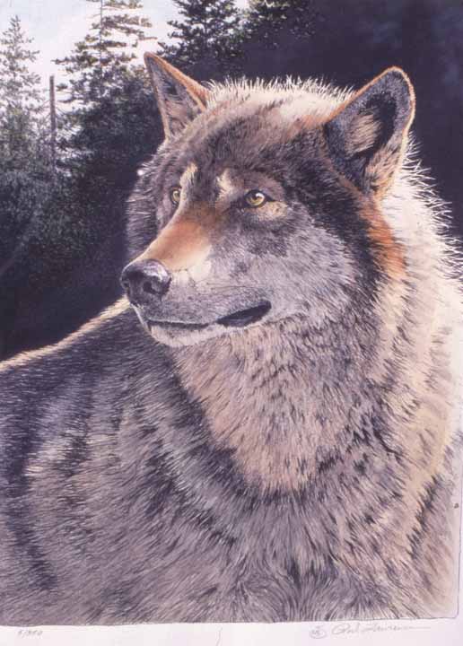 RL – At the Edge – Timber Wolf – Hand Colored Mylar Print © Rod Lawrence