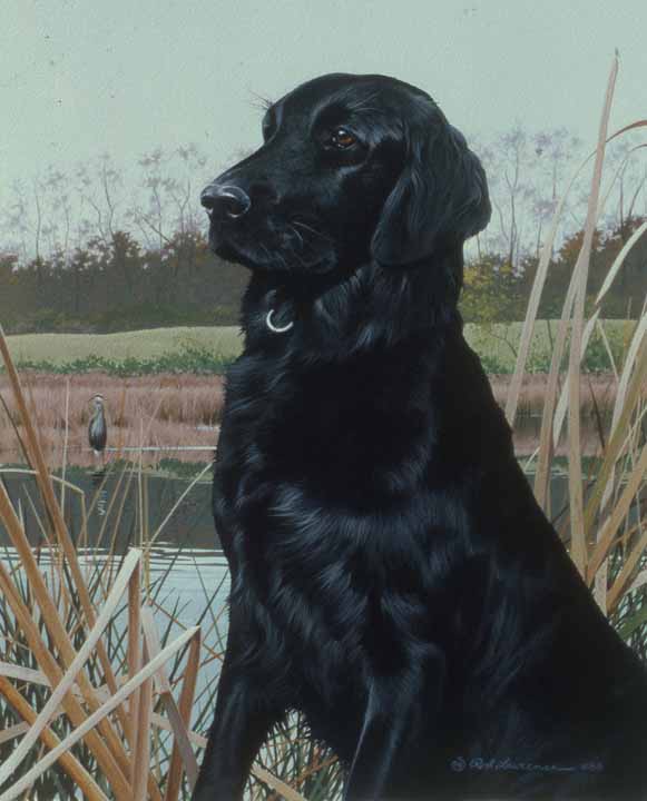 RL – At the Pond – Flat Coated Retriever © Rod Lawrence