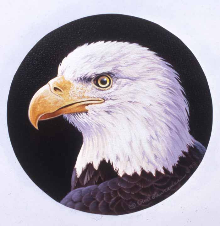 RL – Bald Eagle © Rod Lawrence