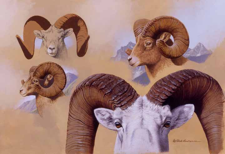 RL – Bighorn Sheep Studies © Rod Lawrence