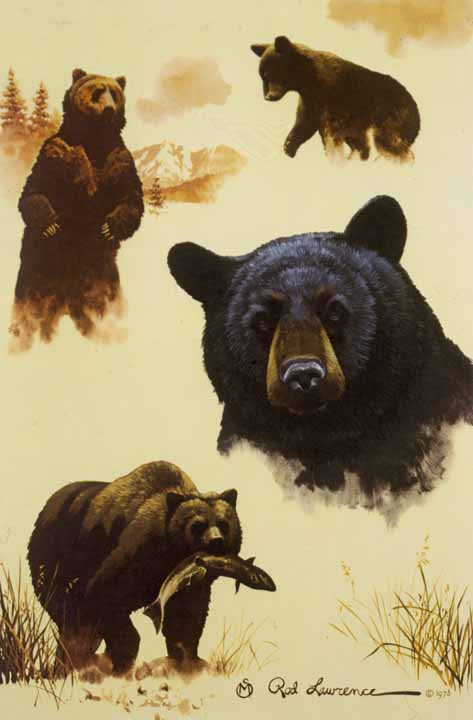 RL – Black Bear Studies © Rod Lawrence