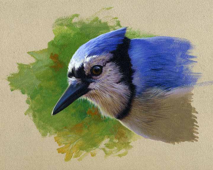 RL – Blue Jay Head Study © Rod Lawrence