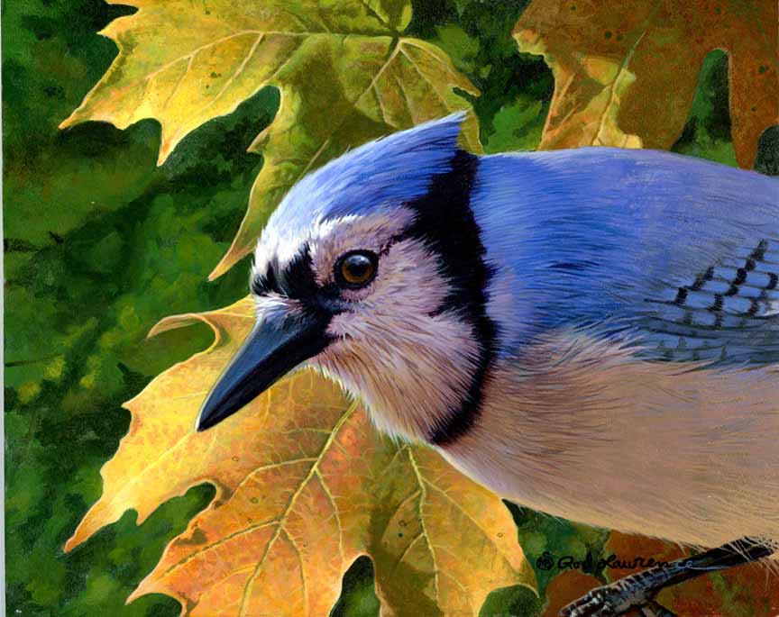 RL – Blue Jay © Rod Lawrence