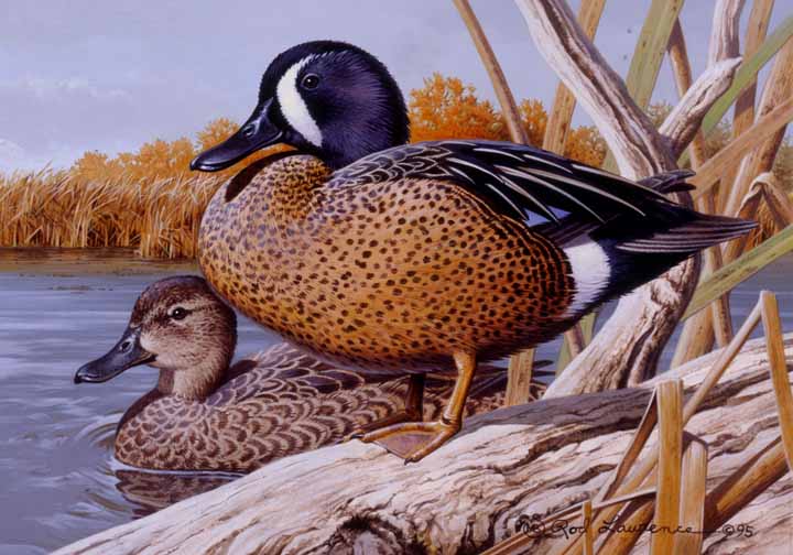 RL – Blue Winged Teal (1995 Michigan Duck Stamp) © Rod Lawrence