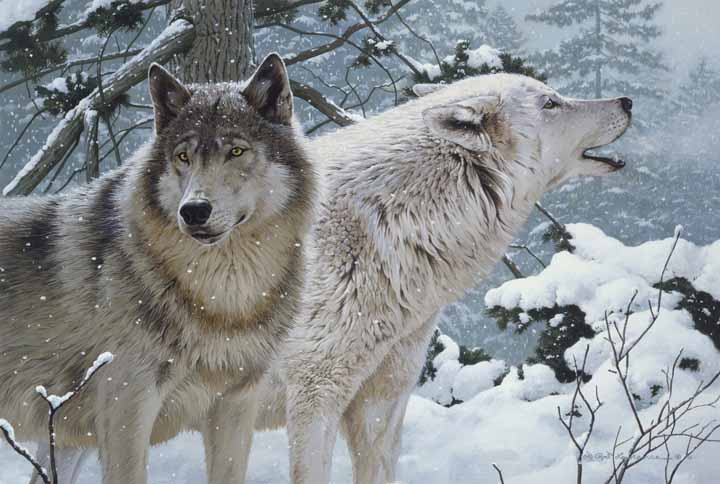 RL – Breath of Winter – Timberwolves © Rod Lawrence