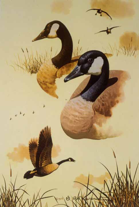 RL – Canada Geese Studies © Rod Lawrence