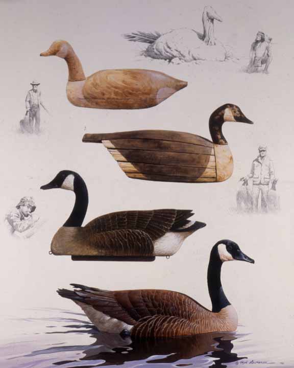 RL – Canada Goose with Decoy Studies © Rod Lawrence