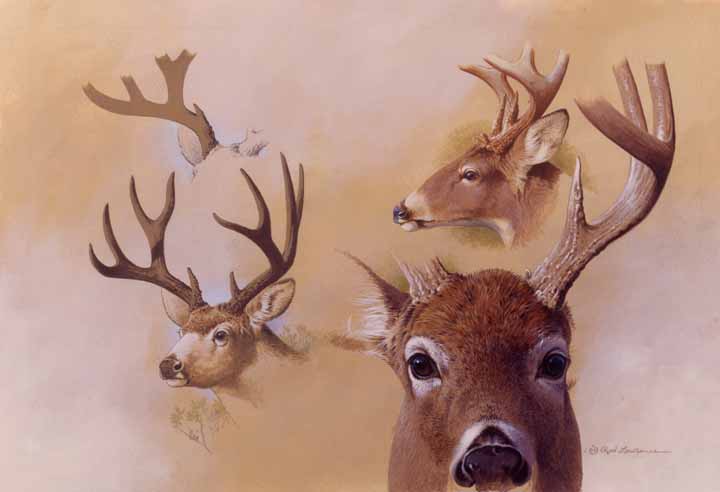 RL – Deer Studies © Rod Lawrence